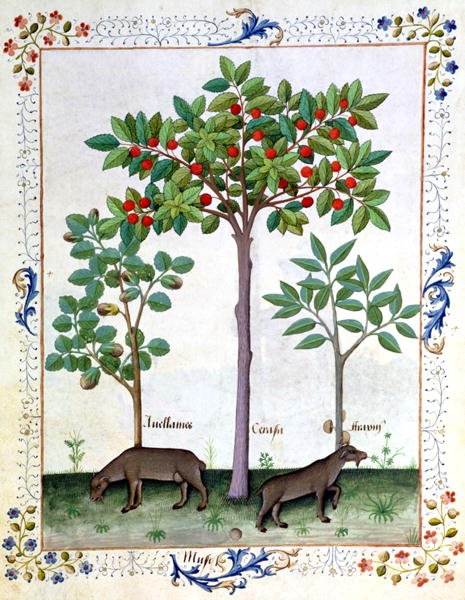 Hazelnut Bush left and Cherry tree centre, Illustration from the Book of Simple Medicines by Mattheaus Platearius d.c.1161 c.1470