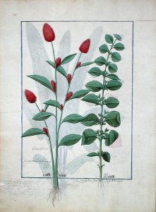 Hazelnut Bush left and Cherry tree centre, Illustration from the Book of Simple Medicines by Mattheaus Platearius d.c.1161 c.1470