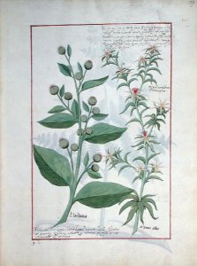 Illustration from the Book of Simple Medicines by Mattheaus Platearius d.c.1161 c.1470 3