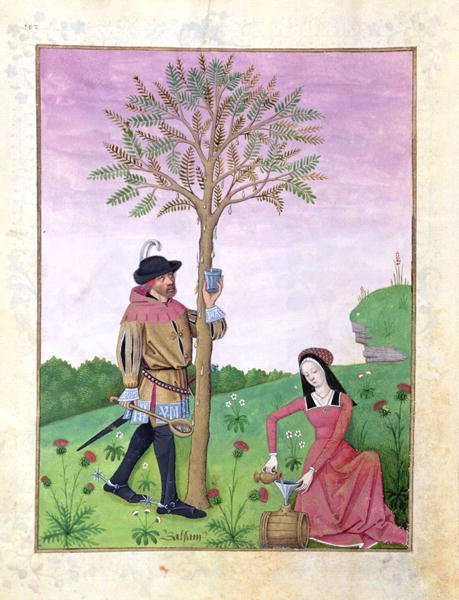 Drawing sap from a tree, Illustration from the Book of Simple Medicines by Mattheaus Platearius d.c.1161 c.1470