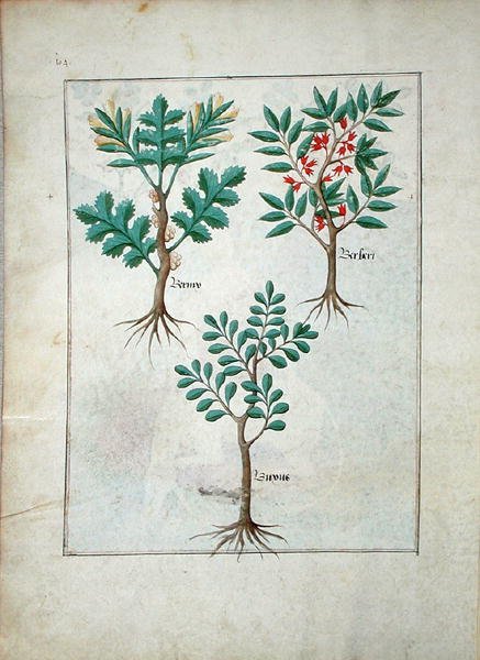 Illustration from the Book of Simple Medicines by Mattheaus Platearius d.c.1161 c.1470 5