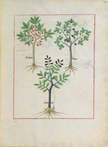 Illustration from the Book of Simple Medicines by Mattheaus Platearius d.c.1161 c.1470 6