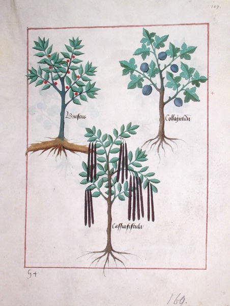 Illustration from the Book of Simple Medicines by Mattheaus Platearius d.c.1161 c.1470 8