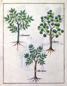 Illustration from the Book of Simple Medicines by Mattheaus Platearius d.c.1161 c.1470 8