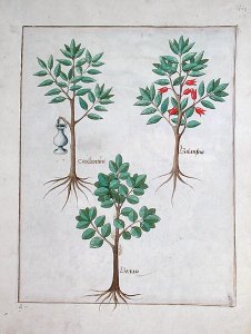 Illustration from the Book of Simple Medicines by Mattheaus Platearius d.c.1161 c.1470 13