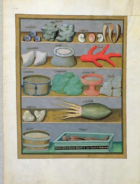 Illustration from the Book of Simple Medicines by Mattheaus Platearius d.c.1161 c.1470 15