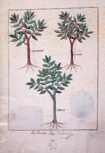 Illustration from the Book of Simple Medicines by Mattheaus Platearius d.c.1161 c.1470 17