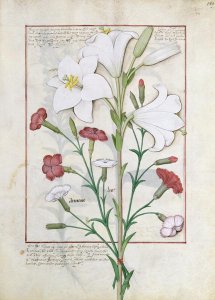 Illustration from the Book of Simple Medicines by Mattheaus Platearius d.c.1161 c.1470 24