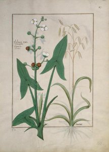 Illustration from the Book of Simple Medicines by Mattheaus Platearius d.c.1161 c.1470 31