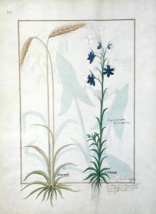 Ear of Corn and Cyminum Sylvestre, Illustration from the Book of Simple Medicines by Mattheaus Platearius d.c.1161 c.1470