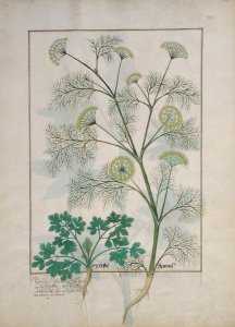 Parsley and Fennel, Illustration from the Book of Simple Medicines by Mattheaus Platearius d.c.1161 c.1470