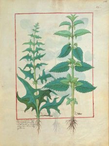 Flower, Illustration from the Book of Simple Medicines by Mattheaus Platearius d.c.1161 c.1470