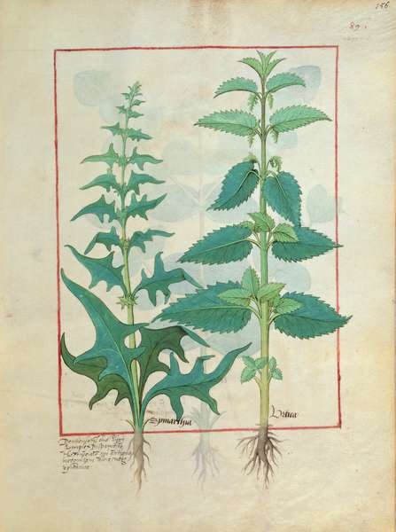 Urticaceae Nettle Family Illustration from the Book of Simple Medicines by Mattheaus Platearius d.c.1161 c.1470