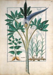 Orchid, illustration from the Book of Simple Medicines by Mattheaus Platearius d.c.1161 c.1470