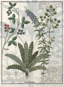 Ferns, Brambles and Flowers, Illustration from the Book of Simple Medicines by Mattheaus Platearius d.c.1161 c.1470