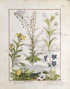 Lungwort and Geranium, Illustration from the Book of Simple Medicines by Mattheaus Platearius d.c.1161 c.1470