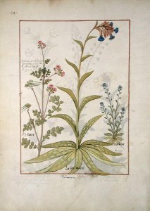 Lungwort and Geranium, Illustration from the Book of Simple Medicines by Mattheaus Platearius d.c.1161 c.1470