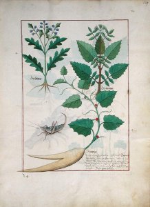 Lungwort and Geranium, Illustration from the Book of Simple Medicines by Mattheaus Platearius d.c.1161 c.1470