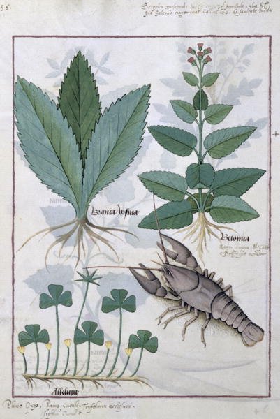 Illustration from the Book of Simple Medicines by Mattheaus Platearius d.c.1161 c.1470 38