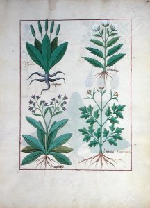 Illustration from the Book of Simple Medicines by Mattheaus Platearius d.c.1161 c.1470 39