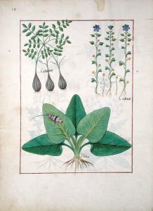 Illustration from the Book of Simple Medicines by Mattheaus Platearius d.c.1161 c.1470 41