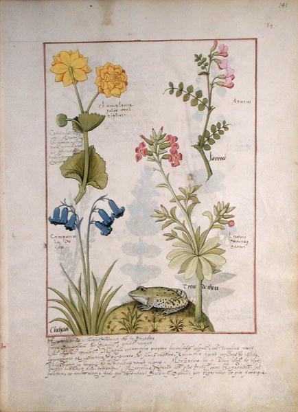 Illustration from the Book of Simple Medicines by Mattheaus Platearius d.c.1161 c.1470 41