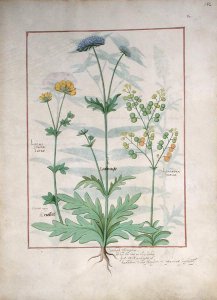 Illustration from the Book of Simple Medicines by Mattheaus Platearius d.c.1161 c.1470 43