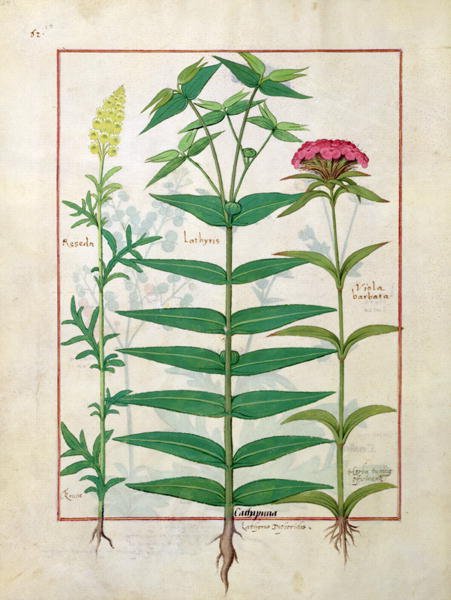 Reseda, Euphorbia and Dianthus, Illustration from the Book of Simple Medicines by Mattheaus Platearius d.c.1161 c.1470