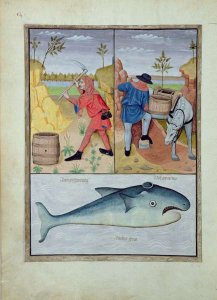 Illustration from the Book of Simple Medicines by Mattheaus Platearius d.c.1161 c.1470 44