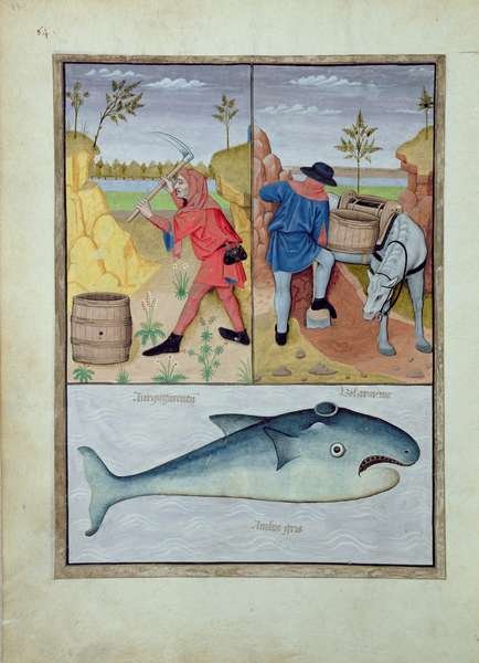 Illustration from the Book of Simple Medicines by Mattheaus Platearius d.c.1161 c.1470 45