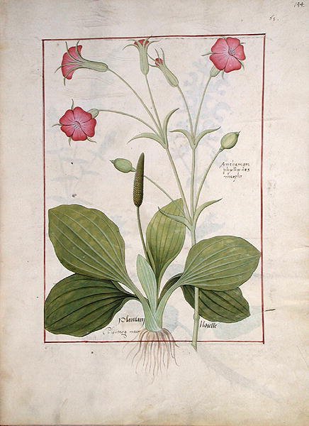 Illustration from the Book of Simple Medicines by Mattheaus Platearius d.c.1161 c.1470 46