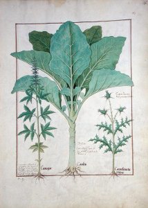 Cannabis, Brassica and Thistle, Illustration from the Book of Simple Medicines by Mattheaus Platearius d.c.1161 c.1470