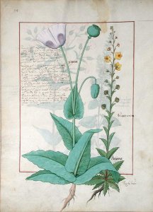 Poppy and Figwort, Illustration from The Book of Simple Medicines by Mattheaus Platearius d.c.1161 c.1470