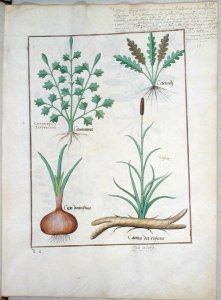 Illustration from The Book of Simple Medicines by Mattheaus Platearius d.c.1161 c.1470 52