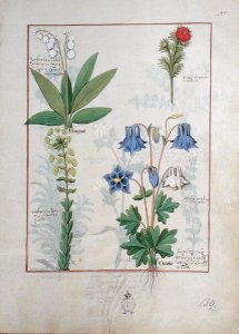 Illustration from The Book of Simple Medicines by Mattheaus Platearius d.c.1161 c.1470 53