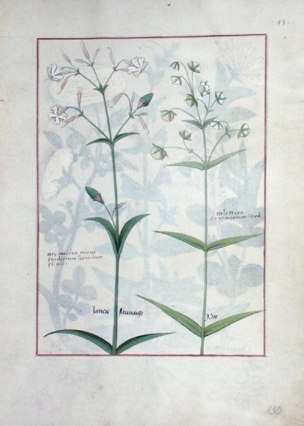 Illustration from The Book of Simple Medicines by Mattheaus Platearius d.c.1161 c.1470 54