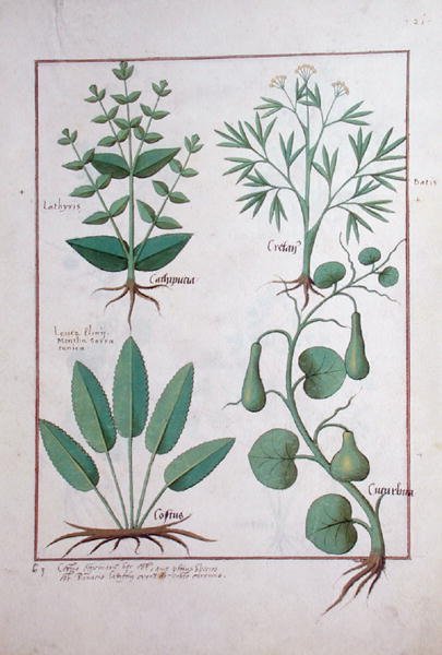 Euphorbia Lathyris, Beechwort, Mint and Fig, illustration from The Book of Simple Medicine by Mattheaus Platearius d.c.1161 c.1470