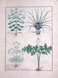 Euphorbia Lathyris, Beechwort, Mint and Fig, illustration from The Book of Simple Medicine by Mattheaus Platearius d.c.1161 c.1470