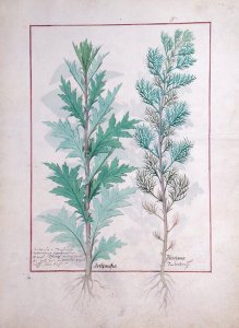 Two varieties of Artemesia, illustration from The Book of Simple Medicines by Mattheaus Platearius d.c.1161 c.1470