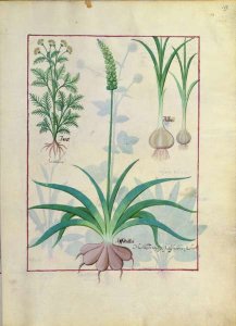 Garlic and other plants, illustration from The Book of Simple Medicines by Mattheaus Platearius d.c.1161 c.1470