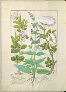 Honeysuckle, Sage and Rose, illustration from The Book of Simple Medicines by Mattheaus Platearius d.c.1161 c.1470