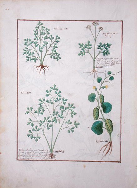 Top Row- Sage and Bupleurum, illustration from The Book of Simple Medicines by Mattheaus Platearius d.c.1161 c.1470