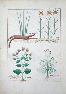 Cyperus, Calamus, Crocus ostensis, illustration from The Book of Simple Medicines by Mattheaus Platearius d.c.1161 c.1470