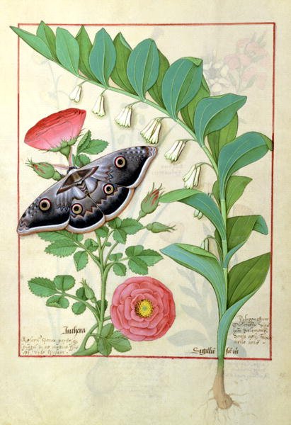 Rose and Polygonatum Solomons Seal illustration from The Book of Simple Medicines by Mattheaus Platearius d.c.1161 c.1470