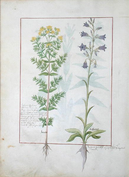 Two flowering plants from The Book of Simple Medicines by Mattheaus Platearius d.c.1161 c.1470