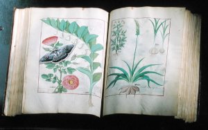 Two pages depicting Rose and Garlic, from The Book of Simple Medicines by Mattheus Platearius d.c.1161 c.1470