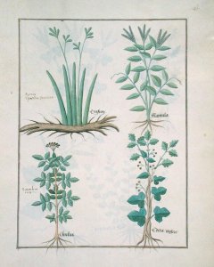 Top row- Xyris and Spearwort. Bottom row- Common Elderberry and Hedera, illustration from The Book of Simple Medicines, by Mattheaus Platearius d.c.1161 c.1470