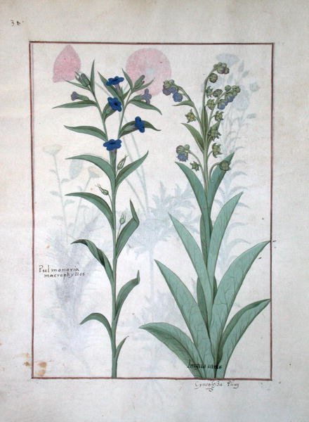 Pulmonaria and Lungwort, illustration from The Book of Simple Medicines, by Mattheaus Platearius d.c.1161 c.1470