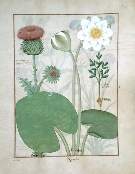 Plumed thistle, Water lily and Castor bean plant, illustration from The Book of Simple Medicines, by Mattheaus Platearius d.c.1161 c.1470