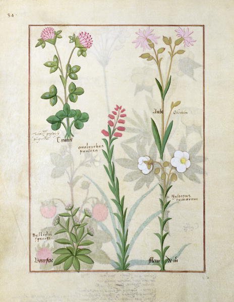 Top row- Red clover and Aube. Bottom row- Bellidis species, Onobrychis and Hyssopus nemorum, illustration from The Book of Simple Medicines, by Mattheaus Platearius d.c.1161 c.1470